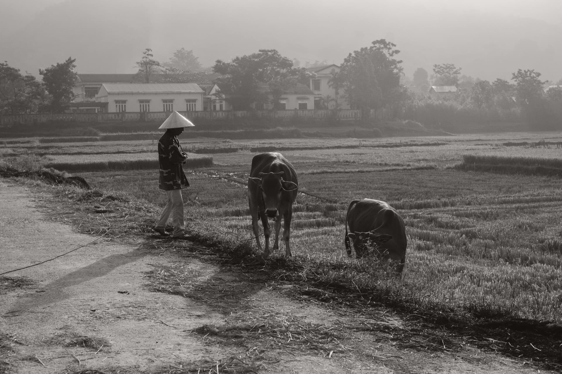 Farmer walking two cows along a dirt track beside misty rice fields